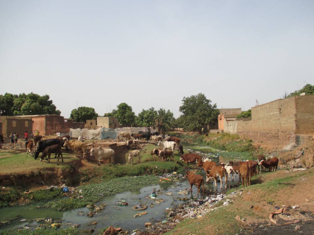Cows in a village in Mali
